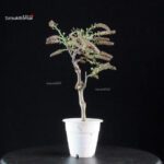 Glicine - Wisteria floribunda - immagine 3