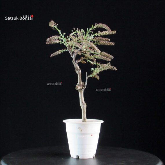 Glicine - Wisteria floribunda - immagine 3