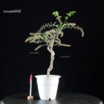 Glicine - Wisteria floribunda