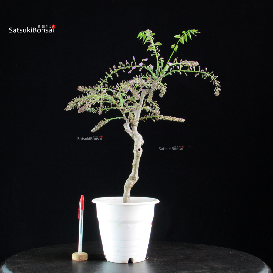 5991_1-Wisteria floribunda glicine Glicine - Wisteria floribunda - immagine 1