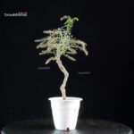 Glicine - Wisteria floribunda - immagine 5