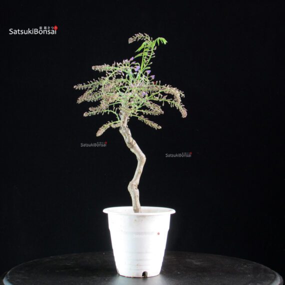 Glicine - Wisteria floribunda - immagine 5