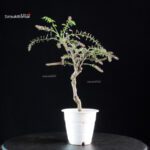 Glicine - Wisteria floribunda - immagine 4