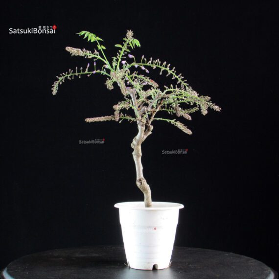 Glicine - Wisteria floribunda - immagine 4