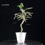 Glicine - Wisteria floribunda - immagine 3