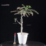 Glicine - Wisteria floribunda