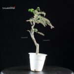 Glicine - Wisteria floribunda - immagine 5