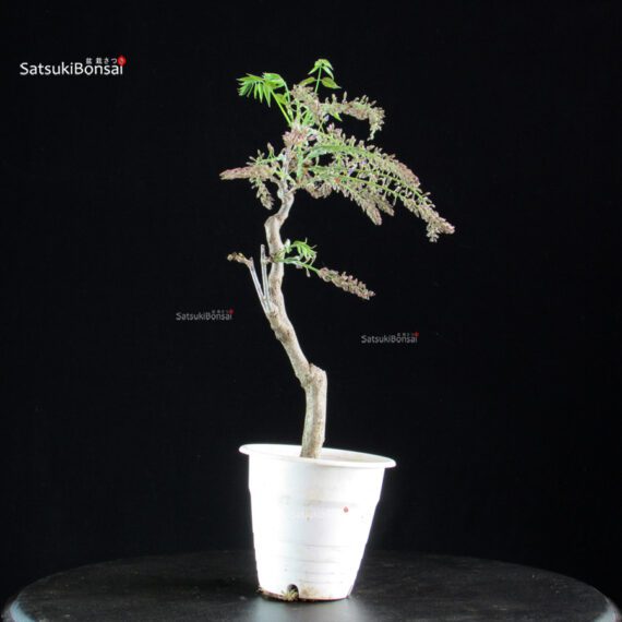 Glicine - Wisteria floribunda - immagine 5