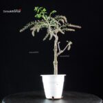 Glicine - Wisteria floribunda - immagine 4