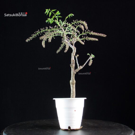 Glicine - Wisteria floribunda - immagine 4