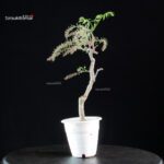 Glicine - Wisteria floribunda - immagine 3