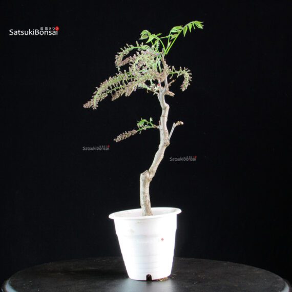 Glicine - Wisteria floribunda - immagine 3