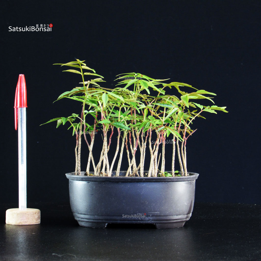 6061_1-Rhus-succedanea Rhus Succedanea - immagine 1