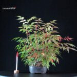 Rhus Succedanea