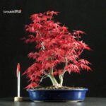 Acero palmato var. Deshojo