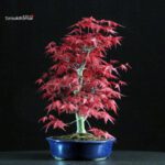 Acero palmato var. Deshojo - immagine 4