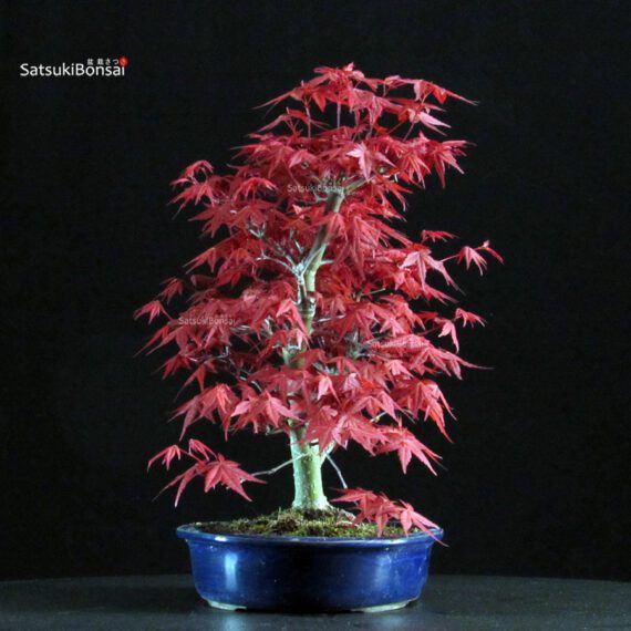 Acero palmato var. Deshojo - immagine 4