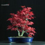 Acero palmato var. Deshojo - immagine 3