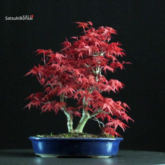 Acero palmato var. Deshojo - immagine 3