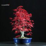 Acero palmato var. Deshojo - immagine 2