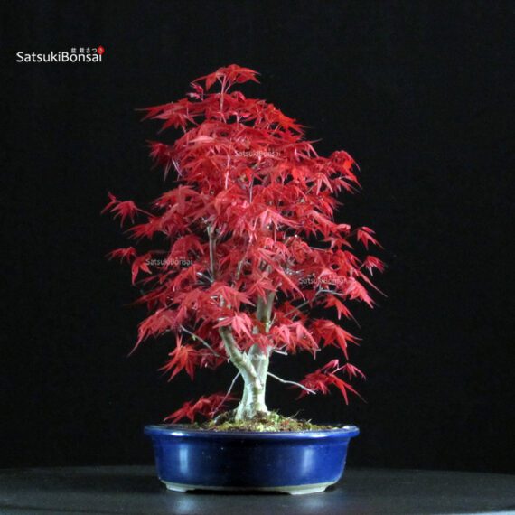 Acero palmato var. Deshojo - immagine 2