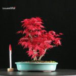 Acero palmato var. Deshojo