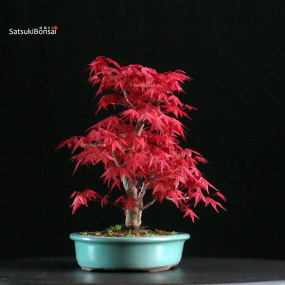 Acero palmato var. Deshojo - immagine 4