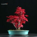 Acero palmato var. Deshojo - immagine 3