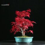 Acero palmato var. Deshojo - immagine 2