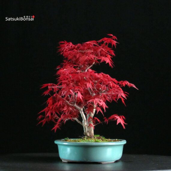 Acero palmato var. Deshojo - immagine 2