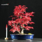 Acero palmato var. Deshojo