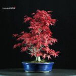 Acero palmato var. Deshojo - immagine 4