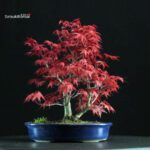 Acero palmato var. Deshojo - immagine 3