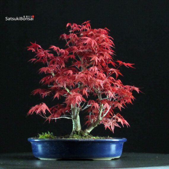 Acero palmato var. Deshojo - immagine 3