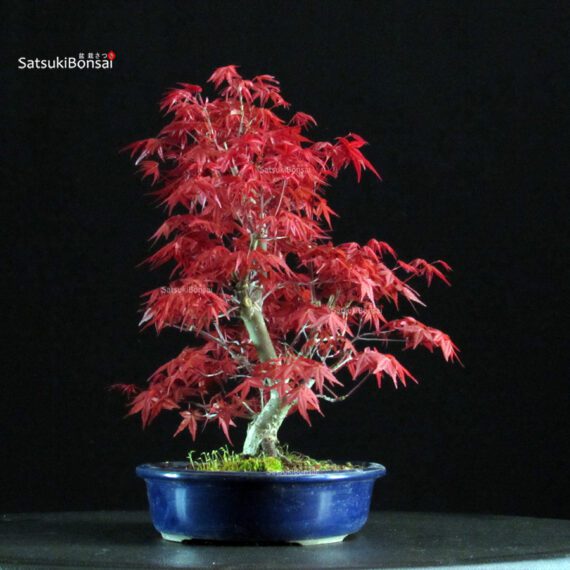 Acero palmato var. Deshojo - immagine 2