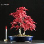 Acero palmato var. Deshojo