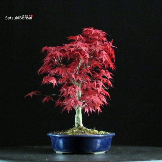 Acero palmato var. Deshojo - immagine 2