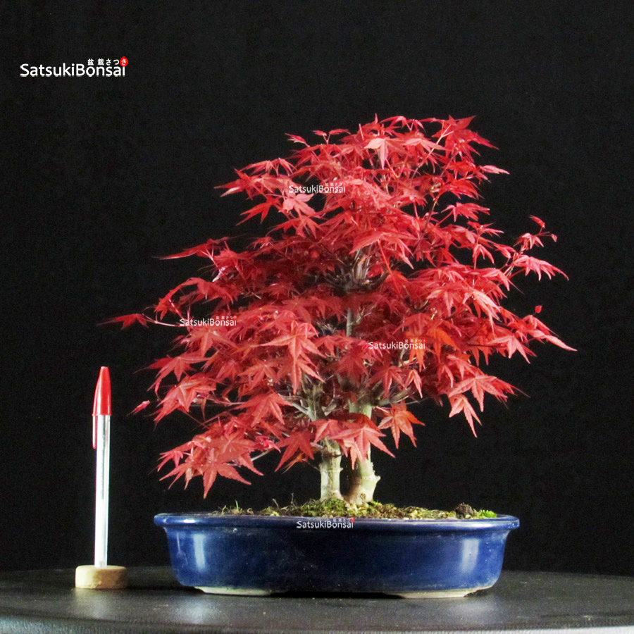 6085_1-Acer palmatum deshojo Acero palmato var. Deshojo - immagine 1