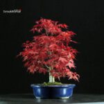 Acero palmato var. Deshojo - immagine 4