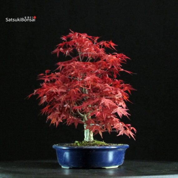 Acero palmato var. Deshojo - immagine 4