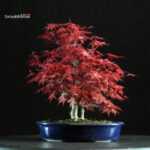 Acero palmato var. Deshojo - immagine 3