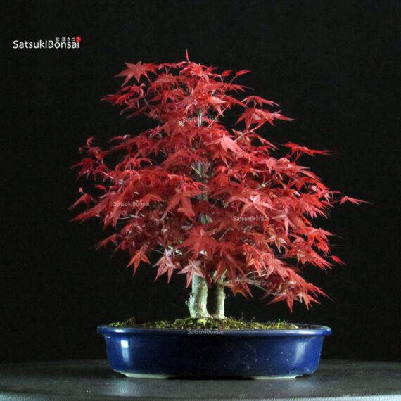 Acero palmato var. Deshojo - immagine 3