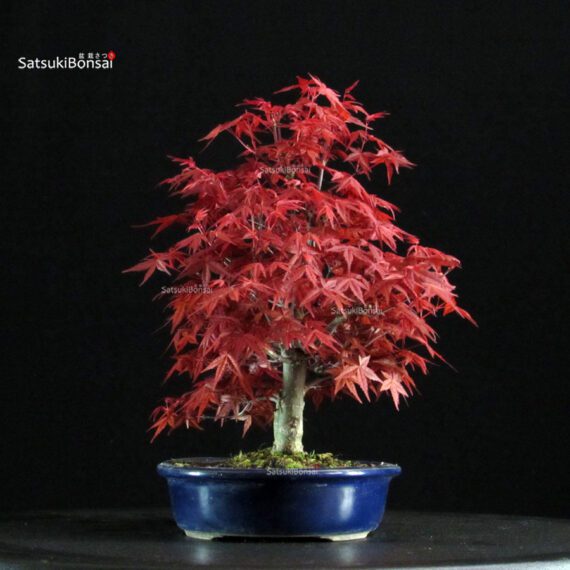 Acero palmato var. Deshojo - immagine 2