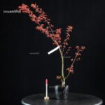 Acero Palmato Benichidori