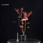 Acero Palmato Benichidori