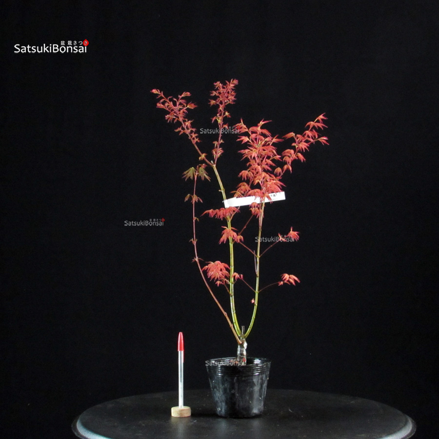 6088_1-Acer palmatum benichidori Acero Palmato Benichidori - immagine 1