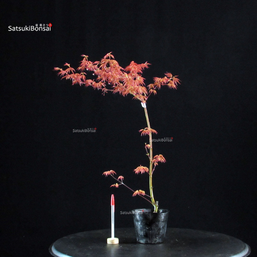 6089_1-Acer palmatum benichidori Acero Palmato Benichidori - immagine 1