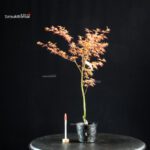 Acero Palmato Benichidori