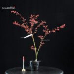 Acero Palmato Benichidori