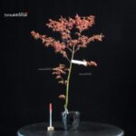 Acero Palmato Benichidori